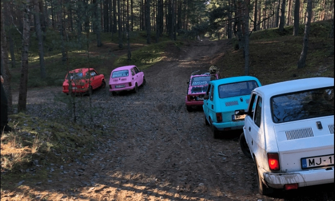 Pancars in the forest